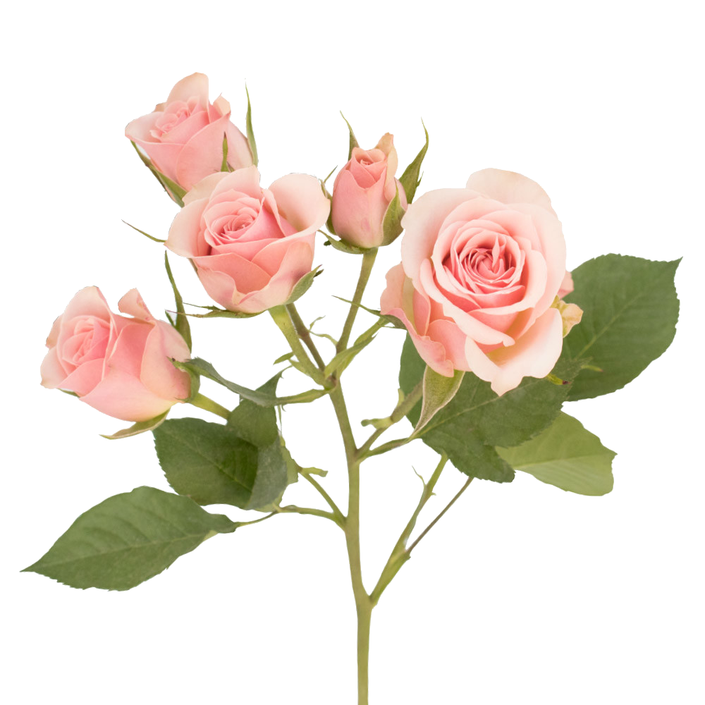 peach-spray-roses-stemNEW - Le Bloomerie